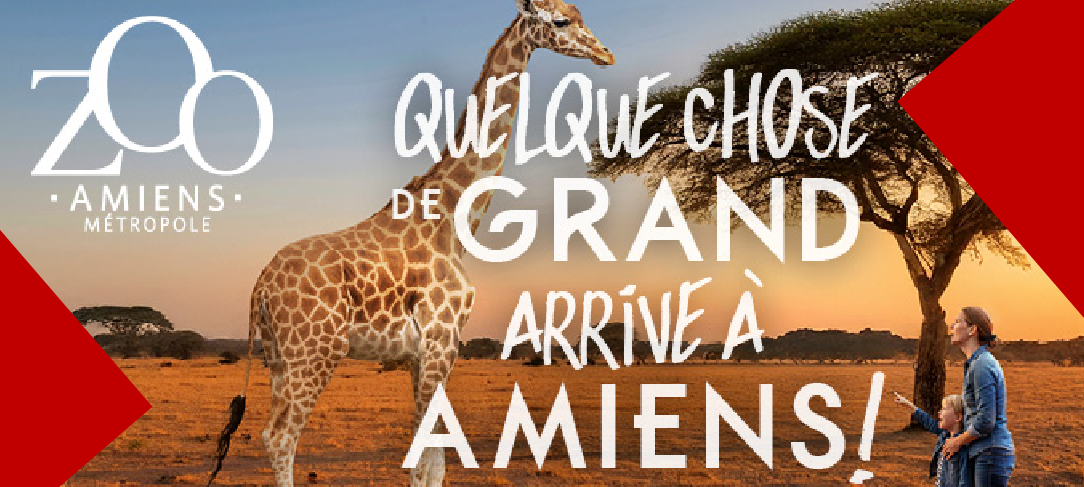 Les girafes arrivent au Zoo d'Amiens - Quoi d'neuf ? Amiens - Happyness, radio Amiens