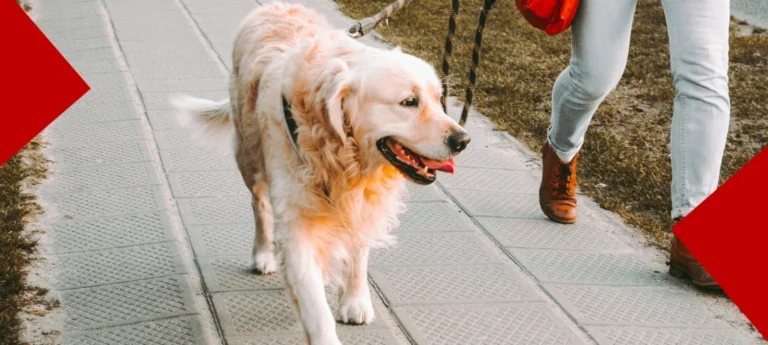Gros plan d'un chien de race Golden Retriever marchant en laisse aux côtés de son propriétaire sur un trottoir urbain.