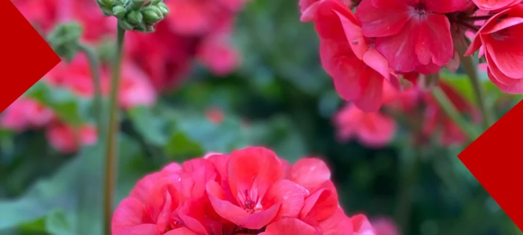 Gros plan sur des fleurs de géranium rose vif en pleine floraison, avec un arrière-plan de feuillage vert flou. Deux triangles rouges solides encadrent les coins supérieur gauche et inférieur droit.